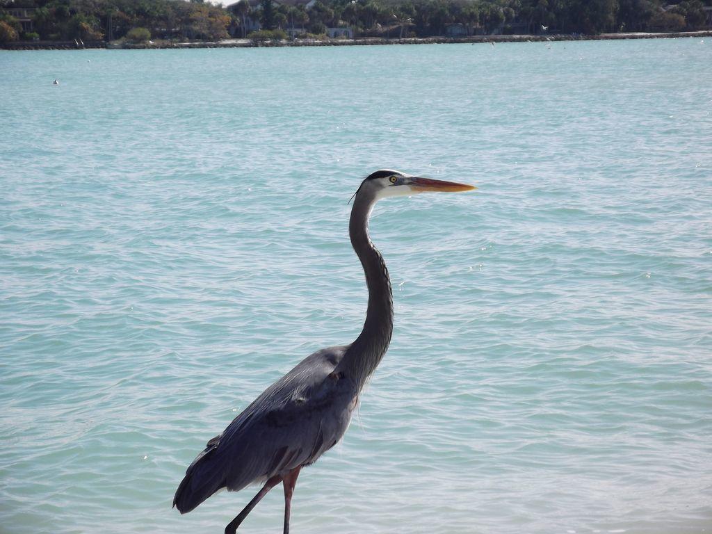 2Br/2Ba Condo Sienna Park Sarasota Luaran gambar